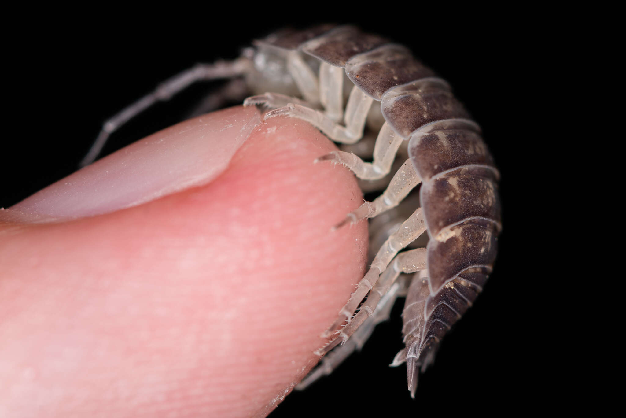 Image of Porcellio obsoletus Budde-Lund 1885