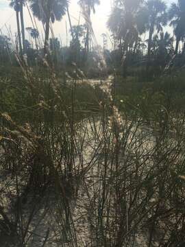 Image of gulf bluestem