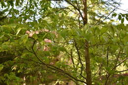 Image of Cornus florida var. florida