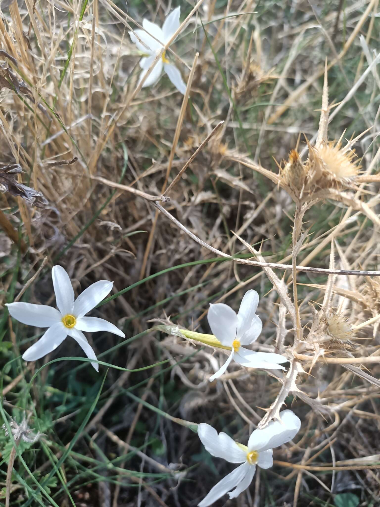 Image of Narcissus serotinus L.