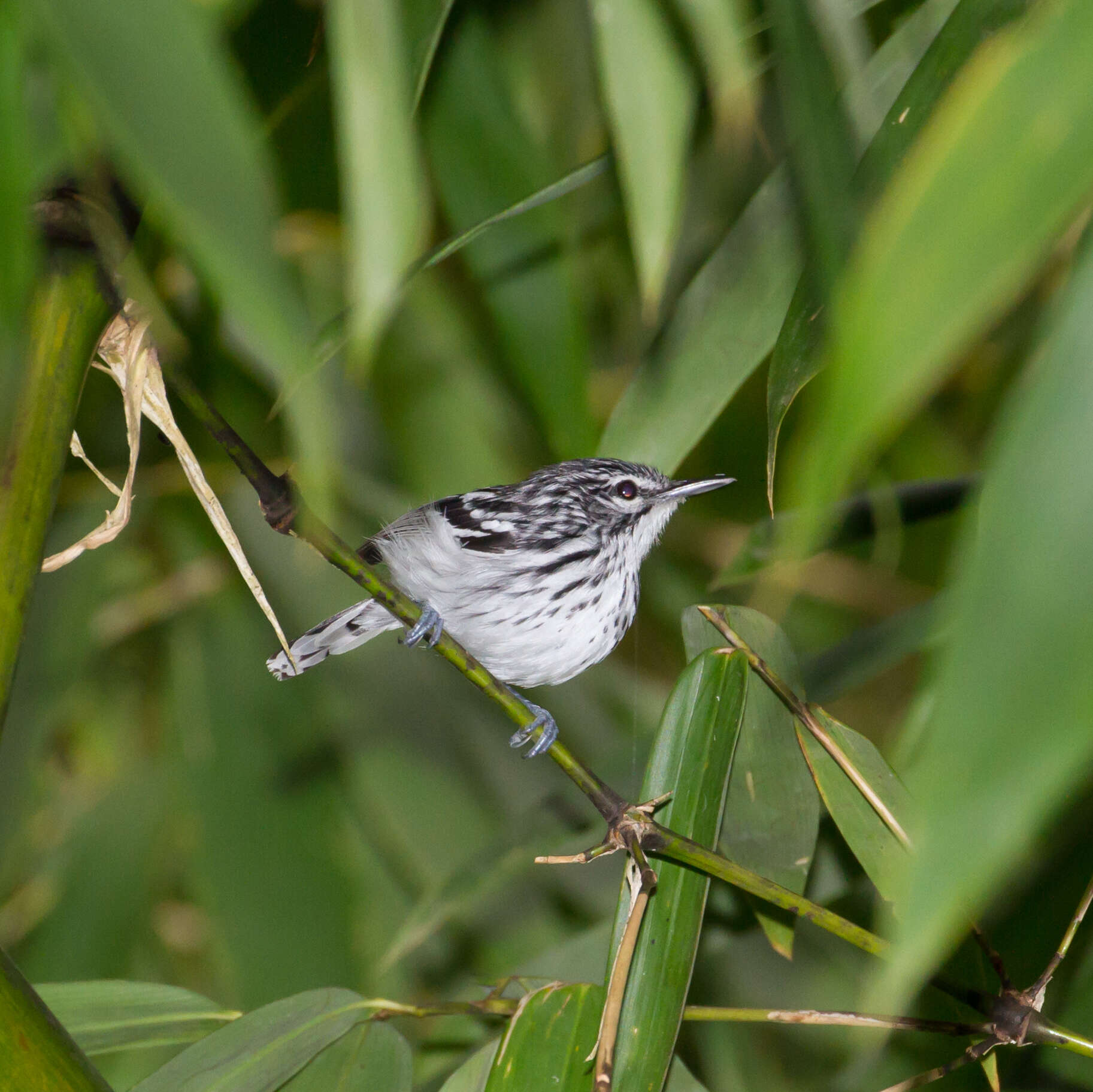 Image of Stripe-chested Antwren