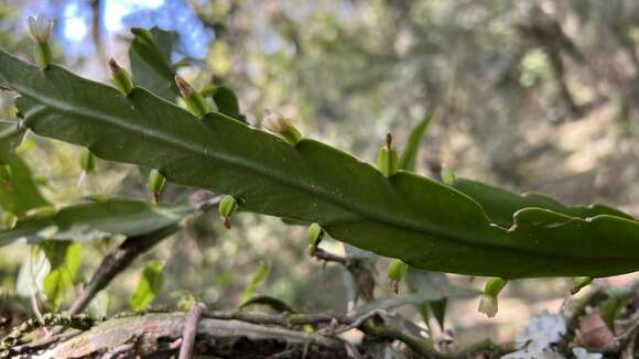 Image of Lepismium lorentzianum (Griseb.) Barthlott