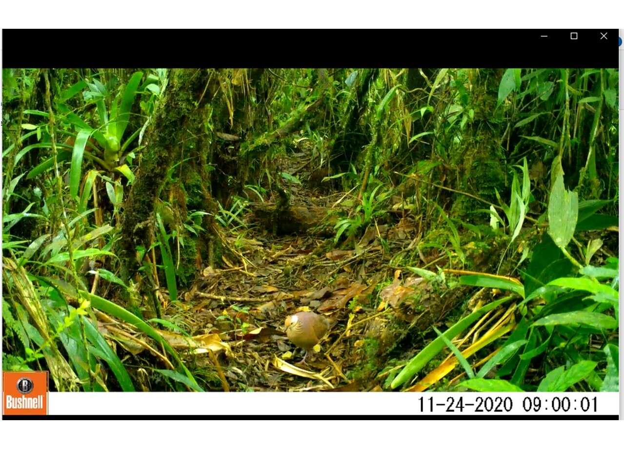 Image of Lined Quail-Dove