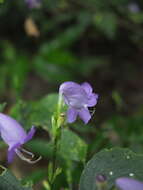 Image of Strobilanthes cordifolia (Vahl) J. R. I. Wood