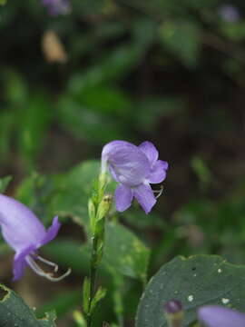 Image of Strobilanthes cordifolia (Vahl) J. R. I. Wood