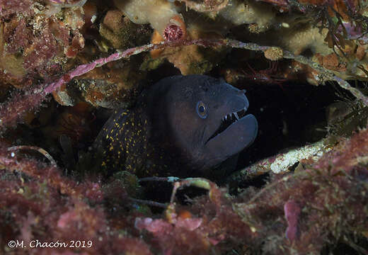 Image of moray, murry