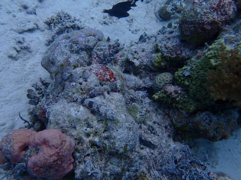 Image of Variegated lizardfish