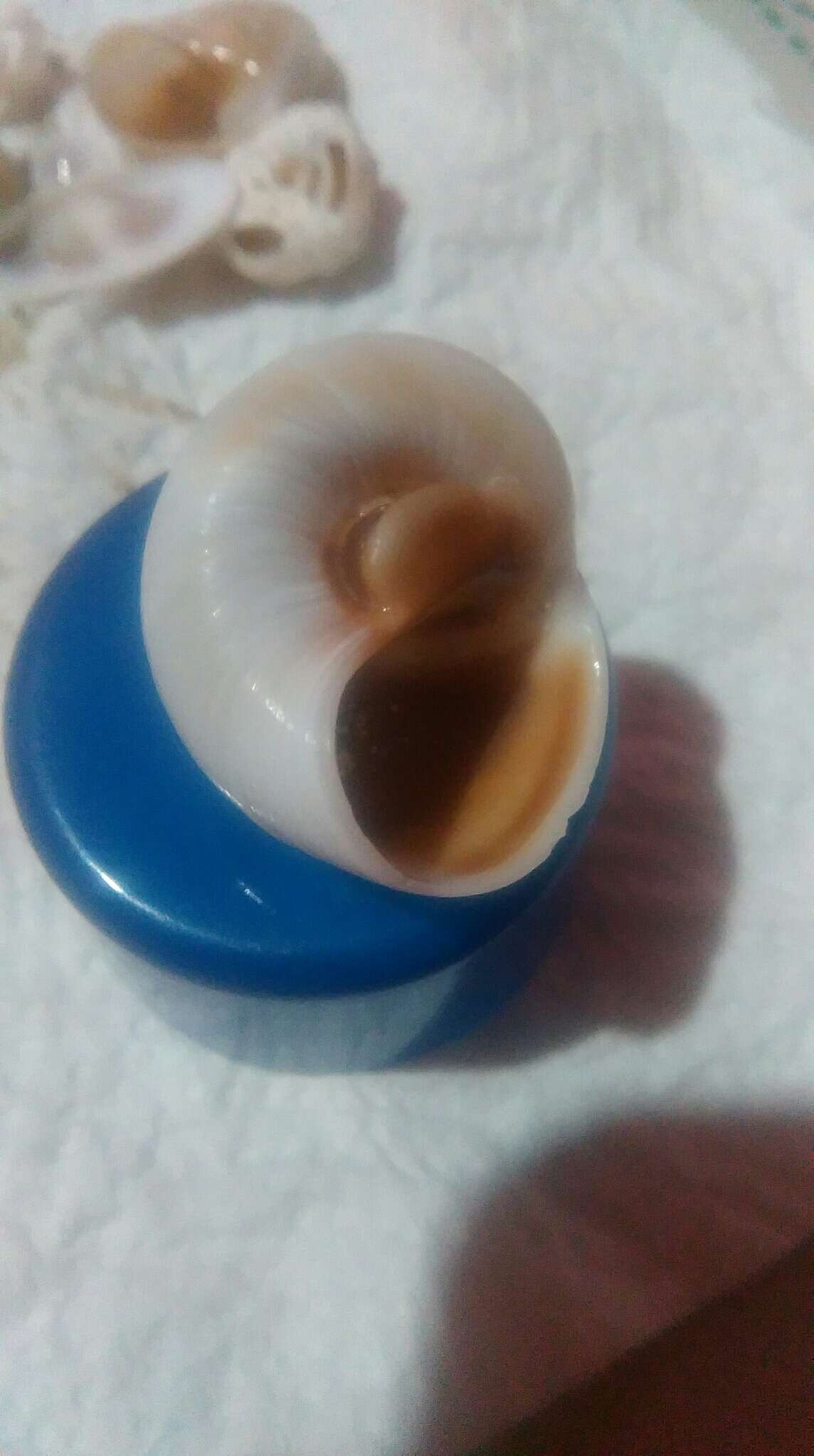 Image of Josephine's moonsnail