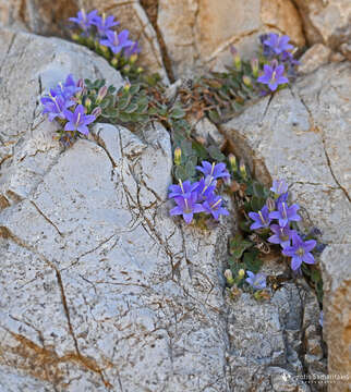 Imagem de Campanula hierapetrae Rech. fil.