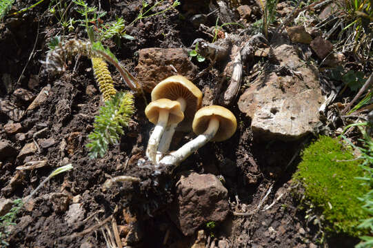 Image of Psilocybe mescaleroensis Guzmán, Walstad, E. Gándara & Ram.-Guill. 2007