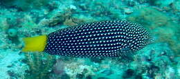 Image of Dotted Wrasse