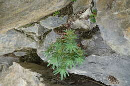 Image of Saxifraga media Gouan