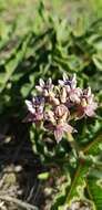 صورة Asclepias meliodora (Schltr.) Schltr.