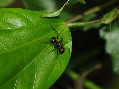 Image of Myrmicaria brunnea Saunders 1842