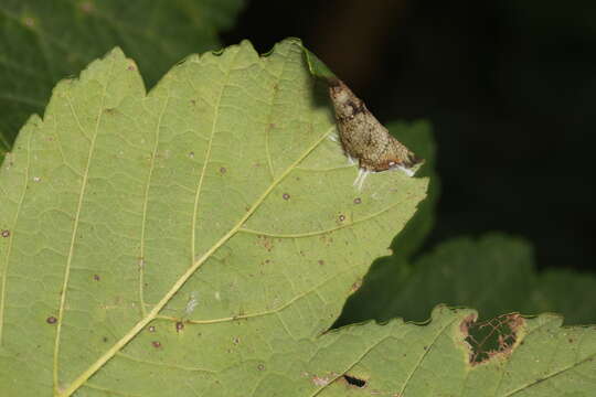 Sivun Caloptilia rufipennella (Hübner 1796) kuva