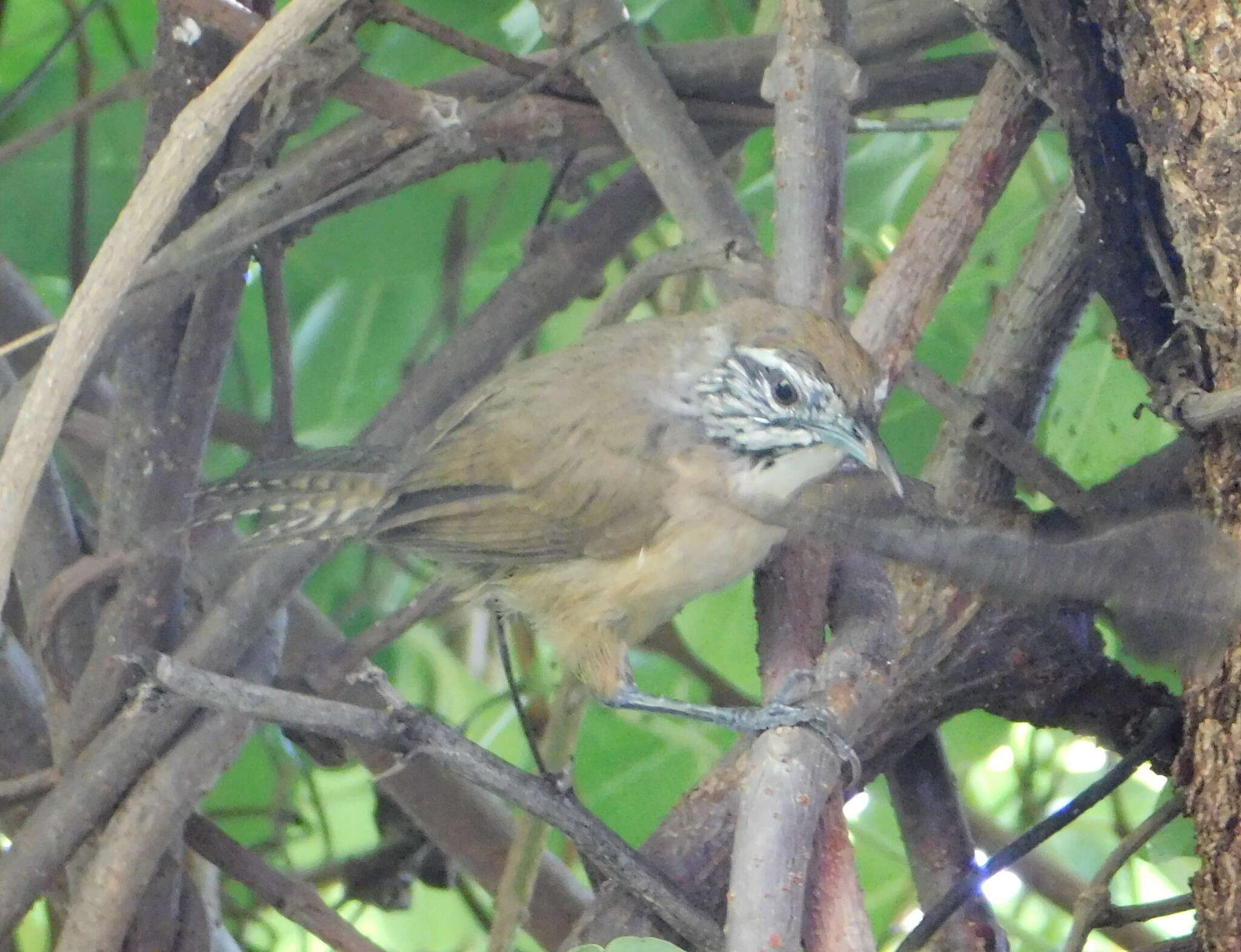 Image of Happy Wren