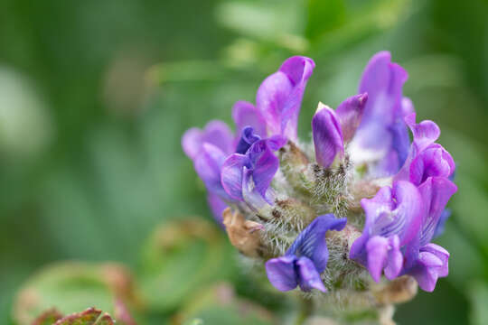 Image of Oxytropis alpestris Schischkin