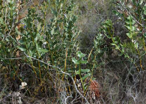 Image of Banksia repens Labill.