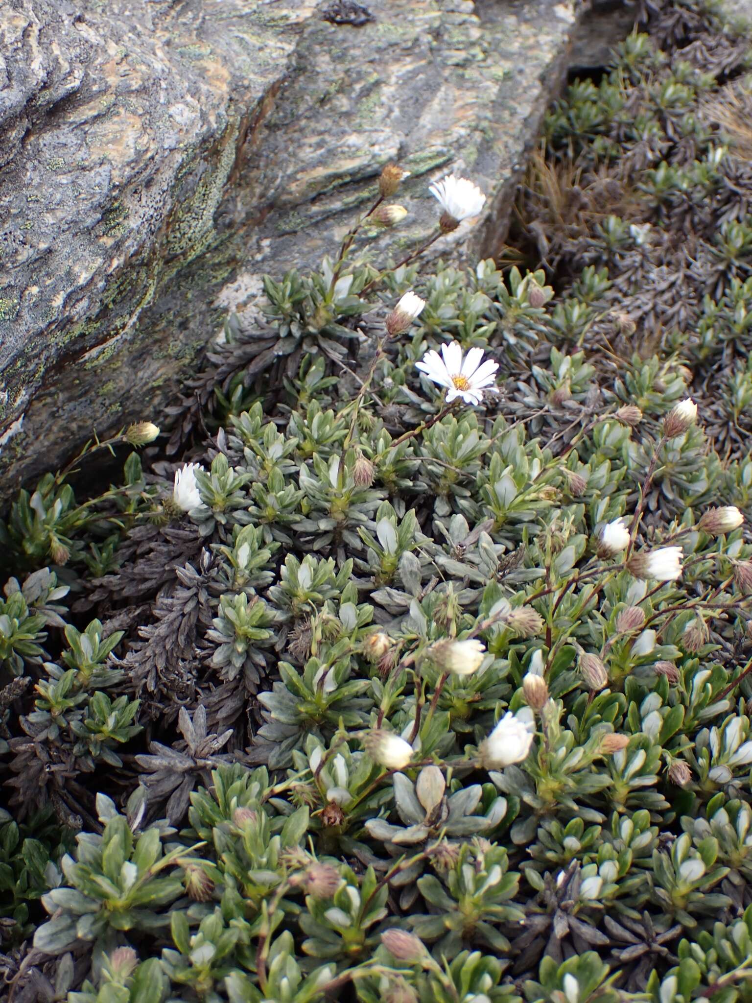 Image of Celmisia brevifolia Cockayne