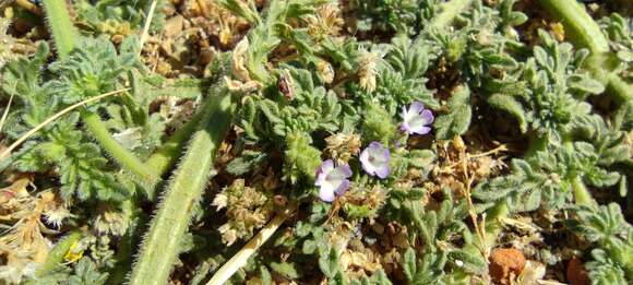 Image de Verbena supina L.