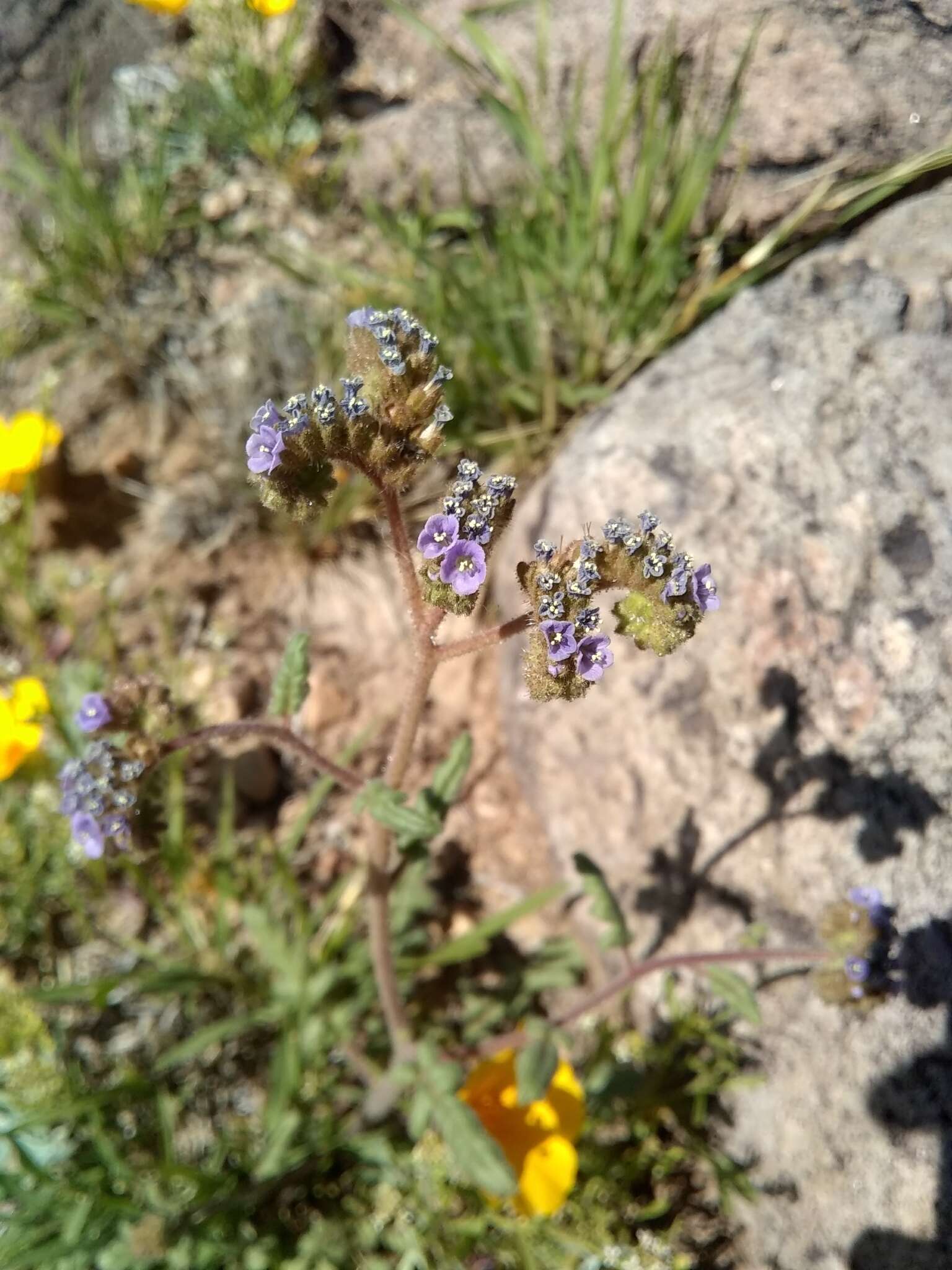 Image of Phacelia caerulea