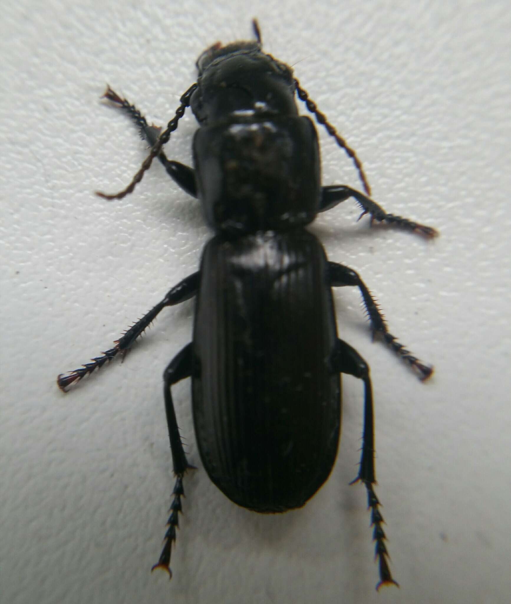 Image de Pterostichus (Cophosus) cylindricus (Herbst 1784)