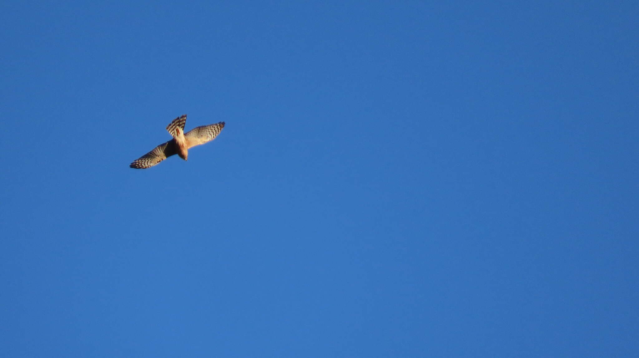 Image of Red-breasted Sparrowhawk