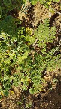 Image of Daucus carota subsp. halophilus (Brot.) A. Pujadas