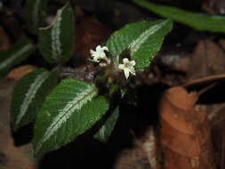 Image of Palicourea debilis