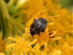 Image of Broom Seed Beetle