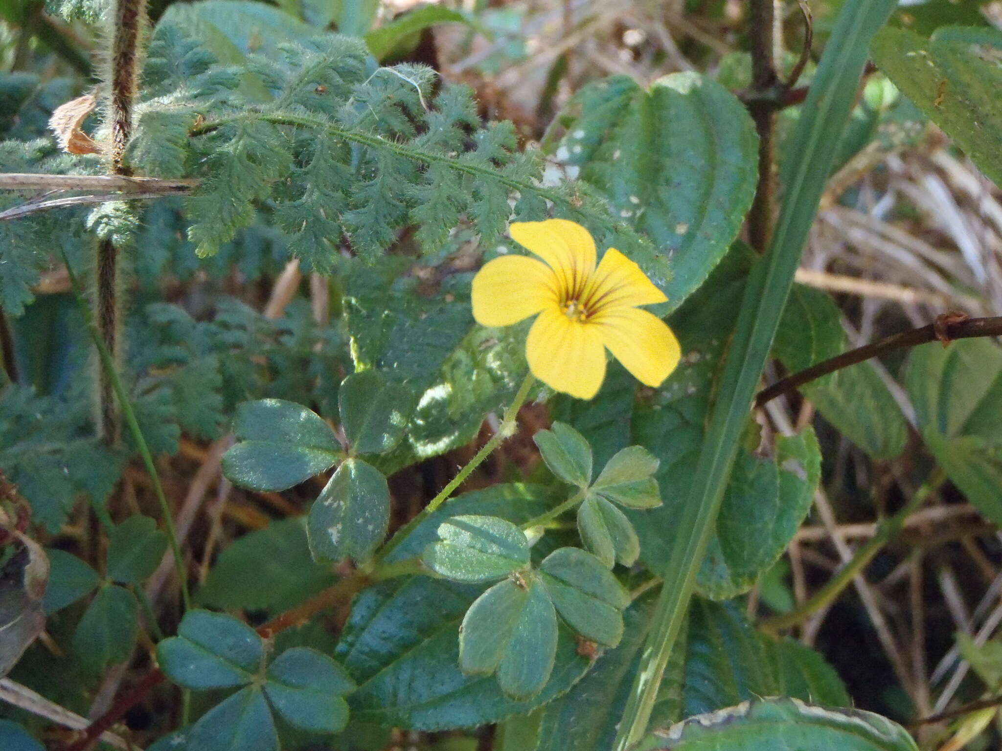 Image of spiral sorrel