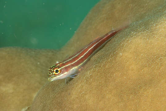 Image of Lined Triplefin