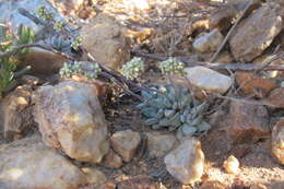 Crassula namaquensis subsp. namaquensis resmi