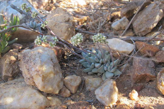 Image of Crassula namaquensis Schönl. & Baker fil.