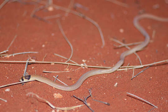 Image of Western hooded scaly-foot