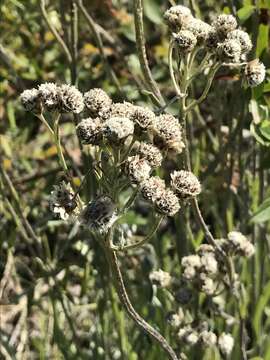 Plancia ëd Antennaria pulcherrima (Hook.) Greene