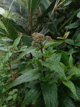 Image of Eupatorium luchuense Nakai