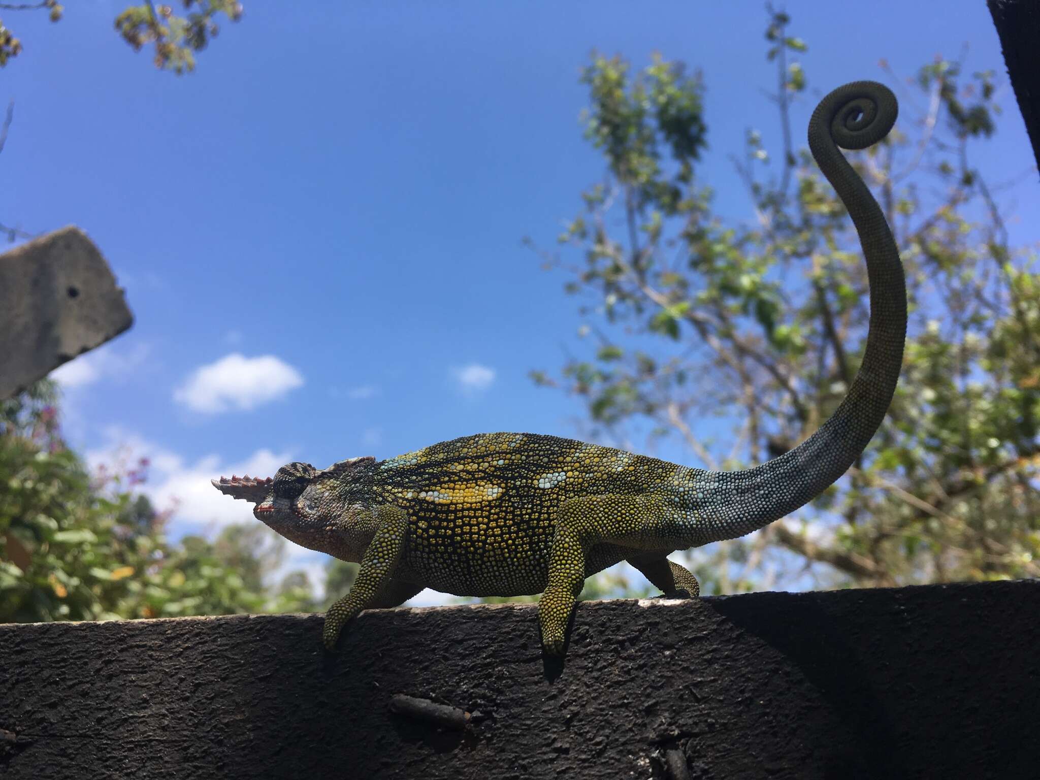 Image of Kilimanjaro Blade-horned Chameleon