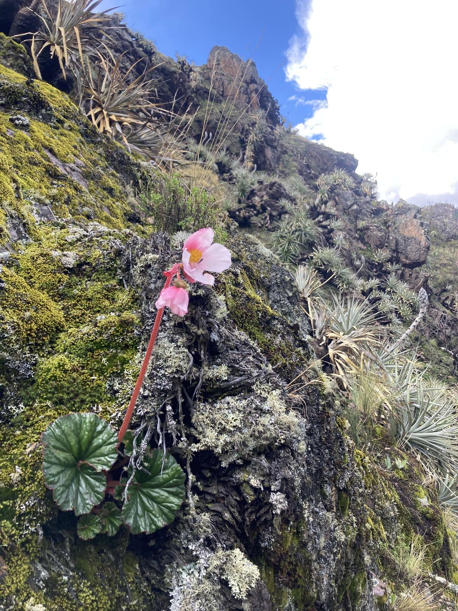 Слика од Begonia veitchii Hook. fil.