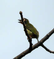 Слика од Psilopogon haemacephalus delicus (Parrot 1907)