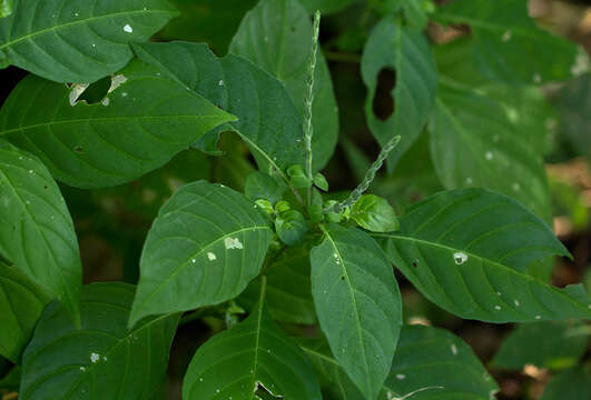 Image of Duvernoia stachytarphetoides Lindau