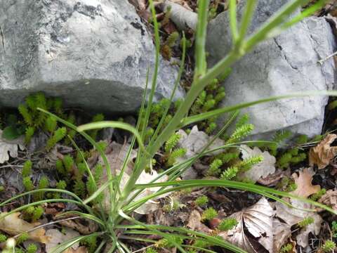 Image of Tragopogon samaritani Heldr. & Sart. ex Boiss.