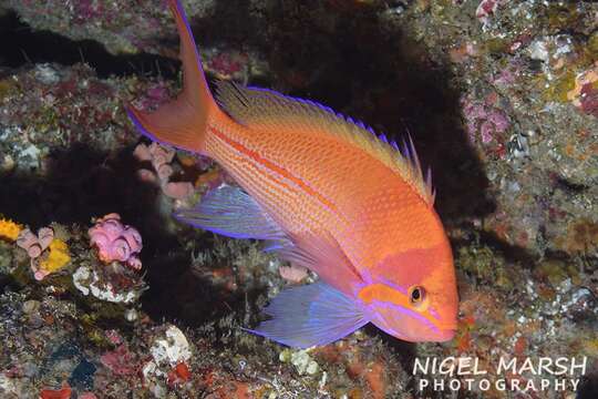 Image of One-stripe anthias