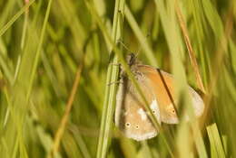 Image of Common Ringlet