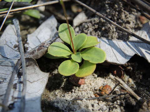 Image of Stylidium pachyrhizum F. Müll.