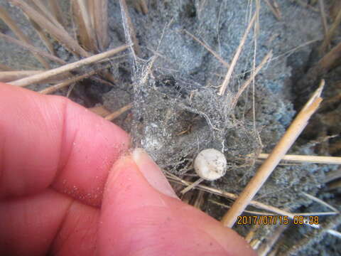 Image of Trapezoid Crab Spider
