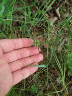 Image of Great Plains flatsedge