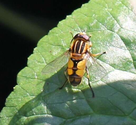 Image de Helophilus hybridus Loew 1846