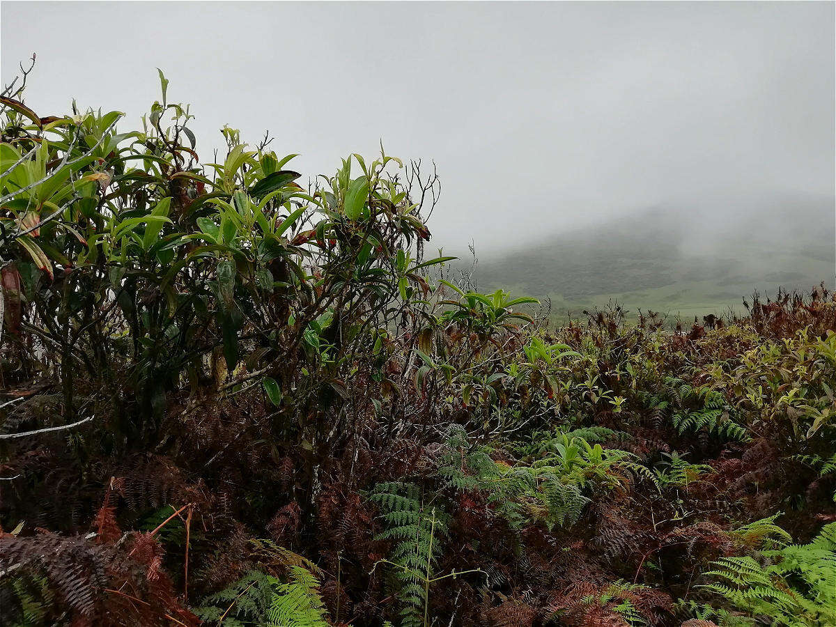 Image of Miconia robinsoniana Cogn.