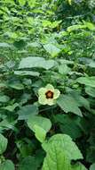 Image of Prickly hibiscus creeper